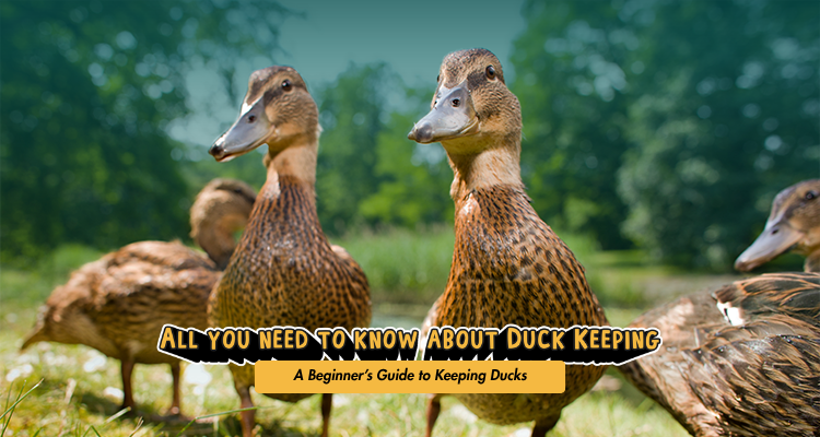 Picture Idea: A Beginner S Guide To Keeping Ducks Everything You Need