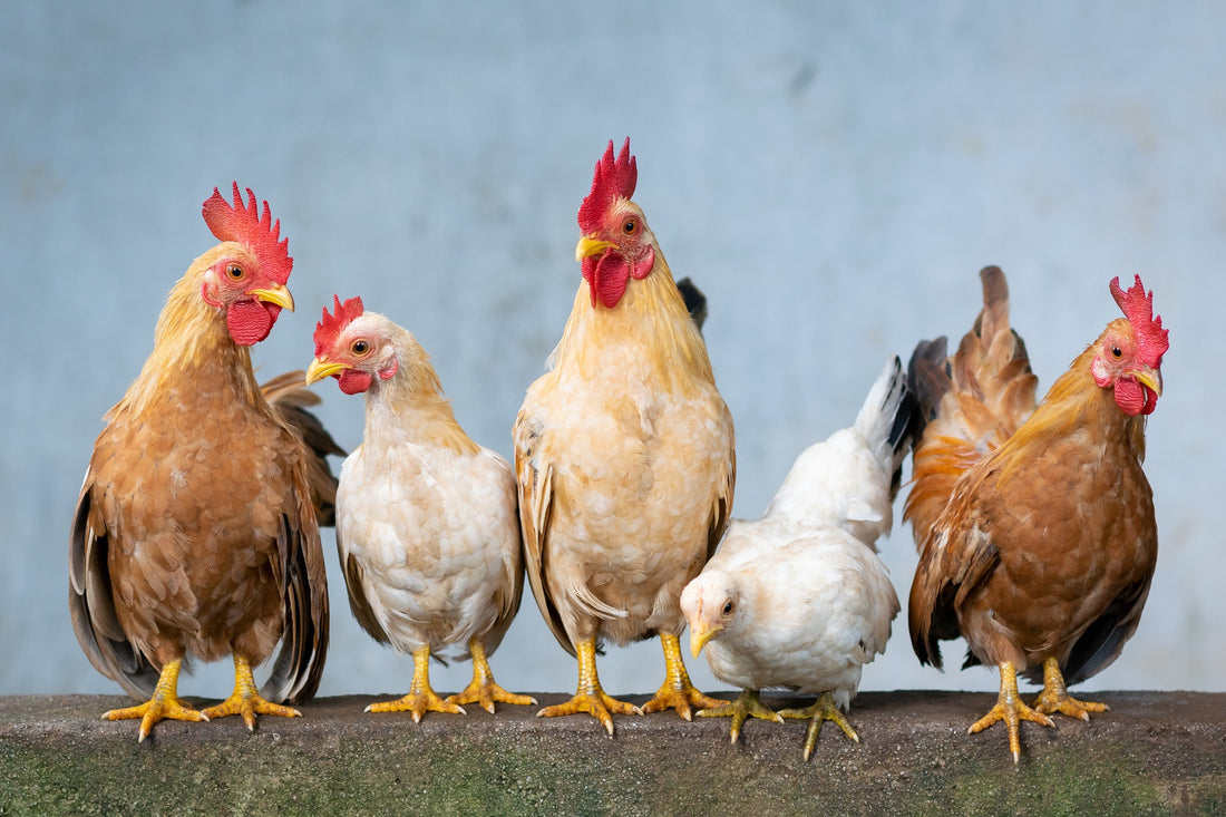 The Five Freedoms of Animals
