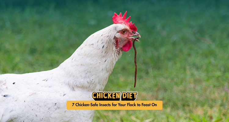 What Insects Can Chickens Eat? 7 Safe Bugs
