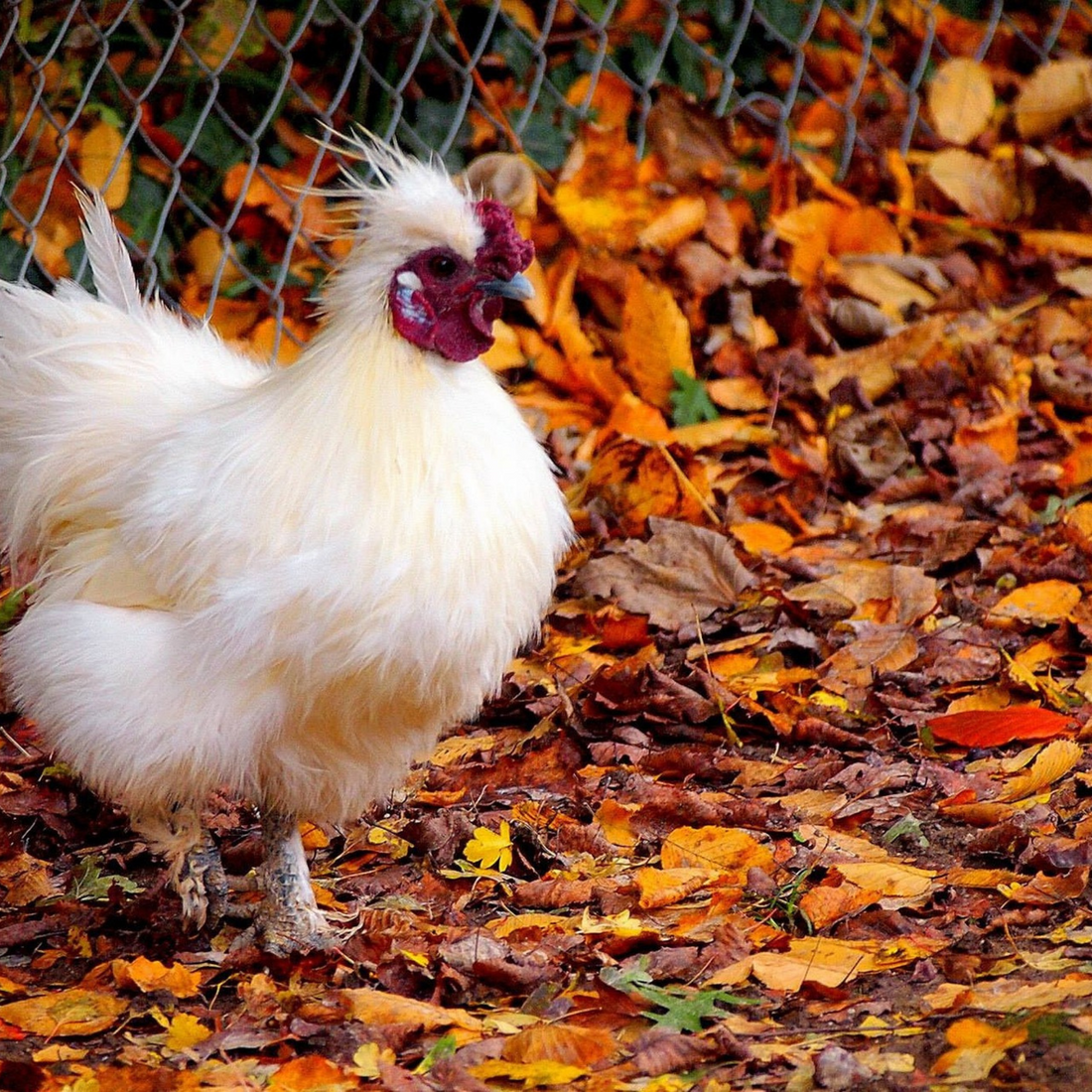 What's In Store For Your Flock This Fall?