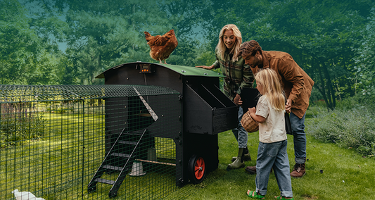 7 Ways to Cover a Poultry Run: Pros & Cons