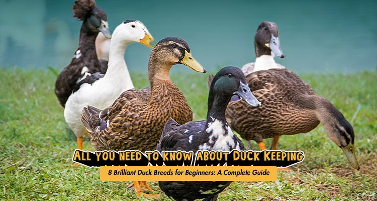 Illustration of Breeds Of Ducks For Backyard