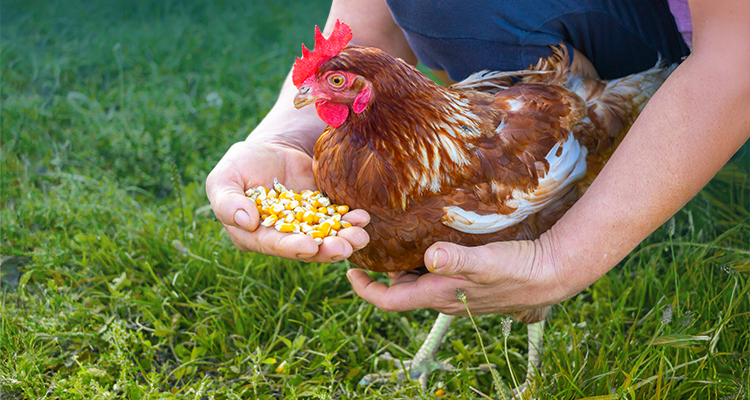 Alternative Chicken Diets: Grains, Seeds & Natural Feeds
