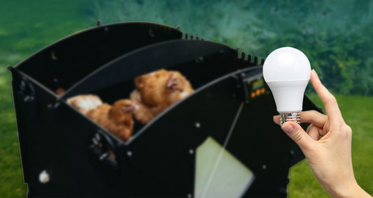 Do Chickens Need Light in Their Coop?