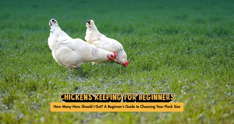 How Many Hens Should I Get? A Beginner’s Guide to Choosing Your Flock Size