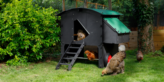 Where is the best place for a chicken coop?