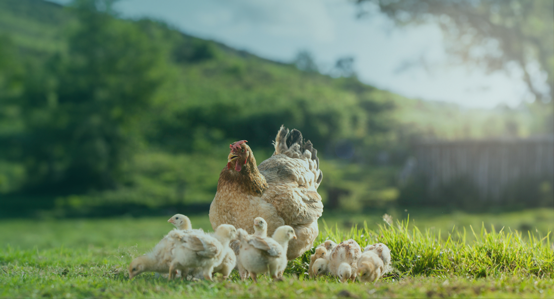 Chicken Runs vs. Free Range: Which is Best for Your Flock?