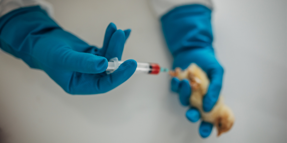 Bird Flu: The Risks to You & Your Family