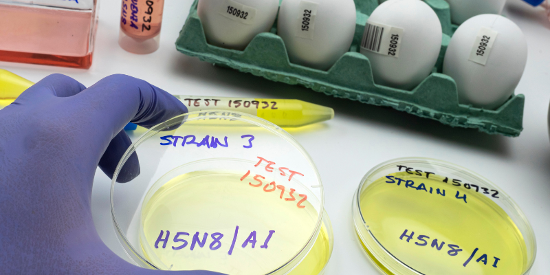 Where did bird flu go? 