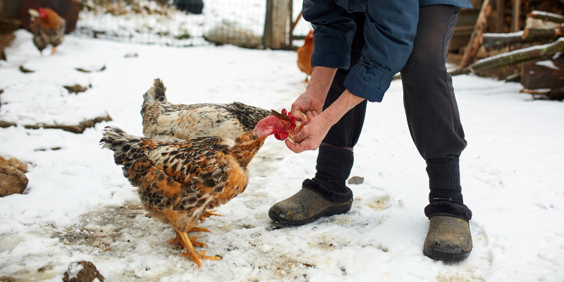 what can chickens eat in winter
