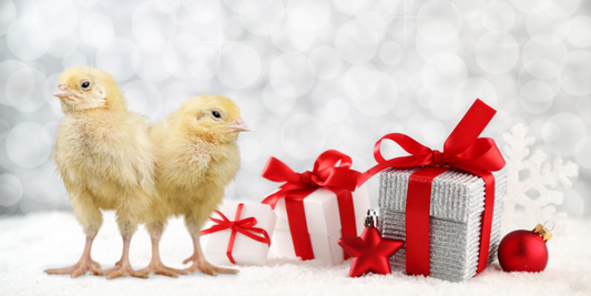 Christmas Wishlist for Chicken Keepers