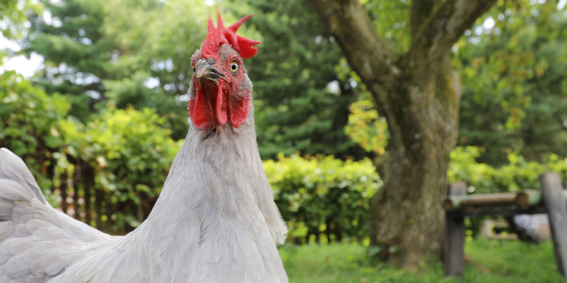Can chickens suffer from heat exhaustion?