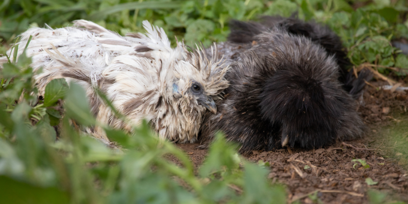 Why do chickens need dust baths