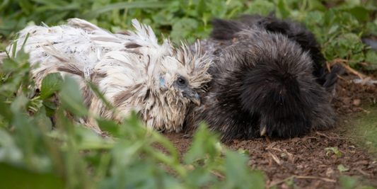 Why do chickens need dust baths