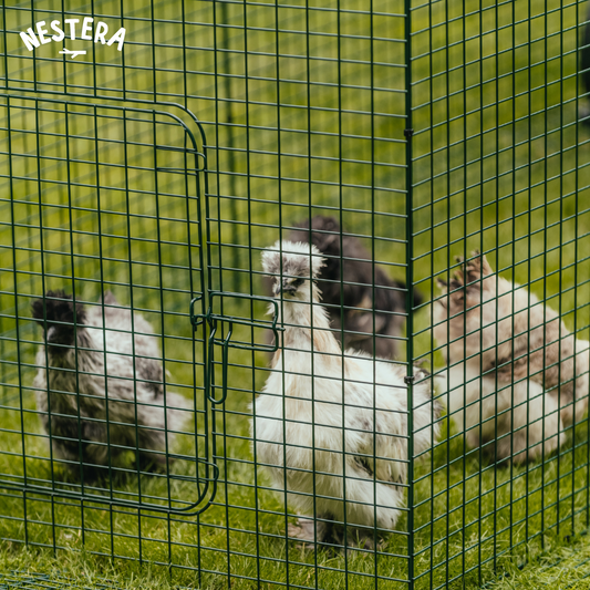 Flockdown: Everything Backyard Chicken Keepers Need to Know About Bird Flu