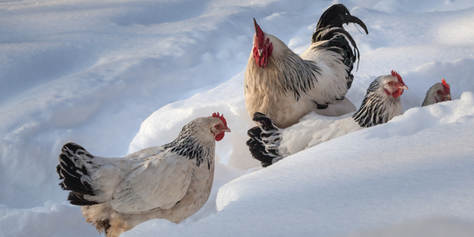 How do chickens keep warm in winter