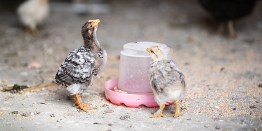 How to Prevent Poultry Drinkers from Freezing in Winter