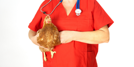 All you need to know about worming your hens