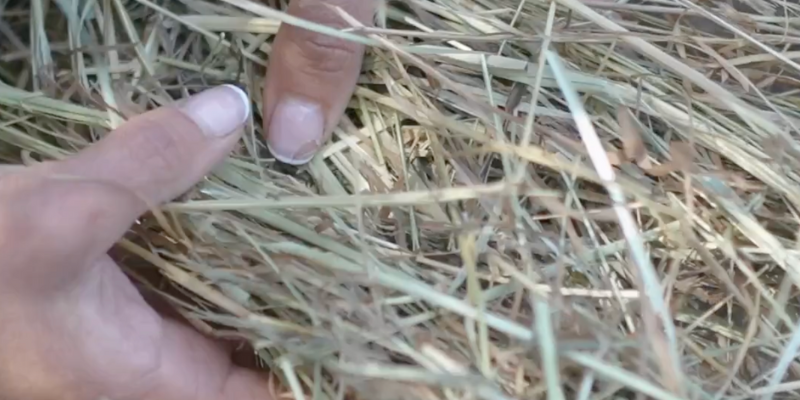 Which bedding is best for your chicken coop