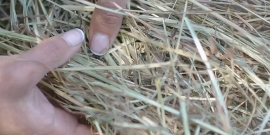 Which bedding is best for your chicken coop