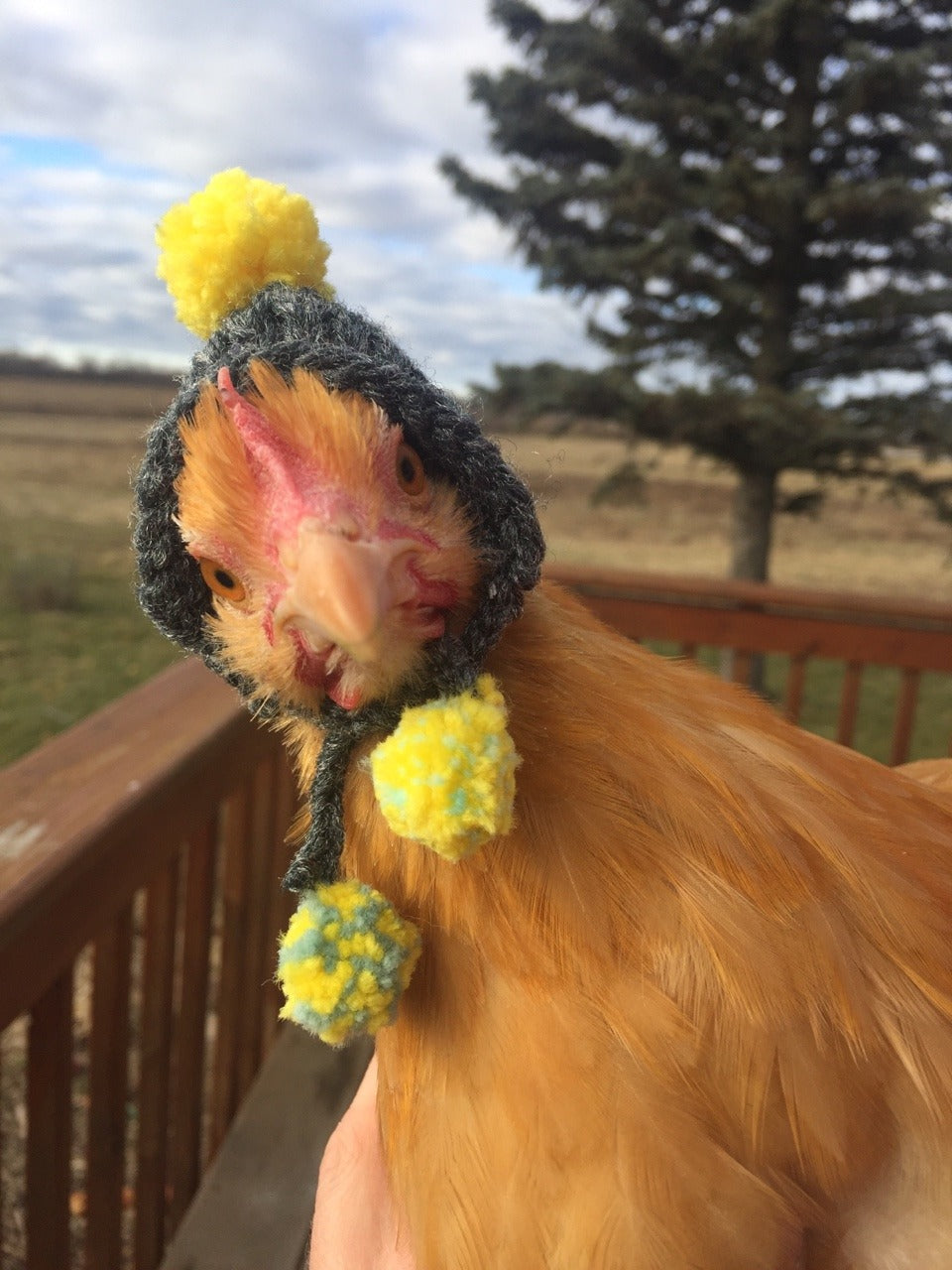 Snow Day? How to Keep Your Chickens Happy & Healthy