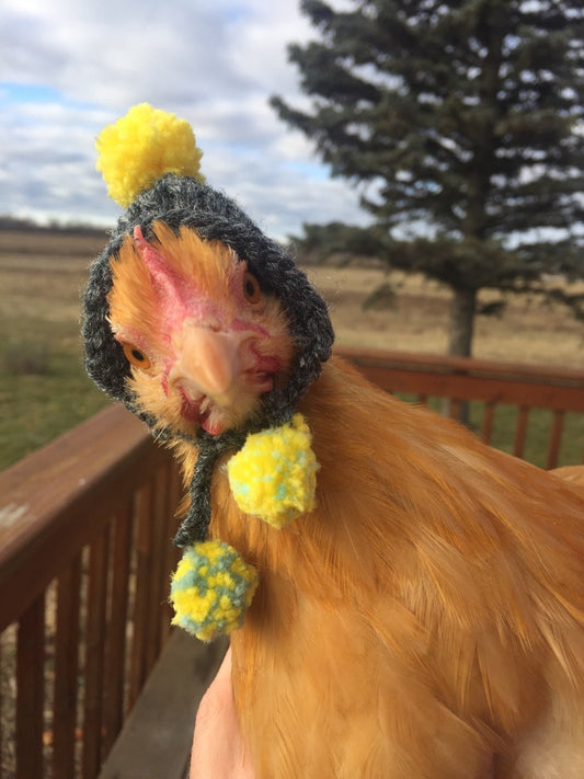 Snow Day? How to Keep Your Chickens Happy & Healthy
