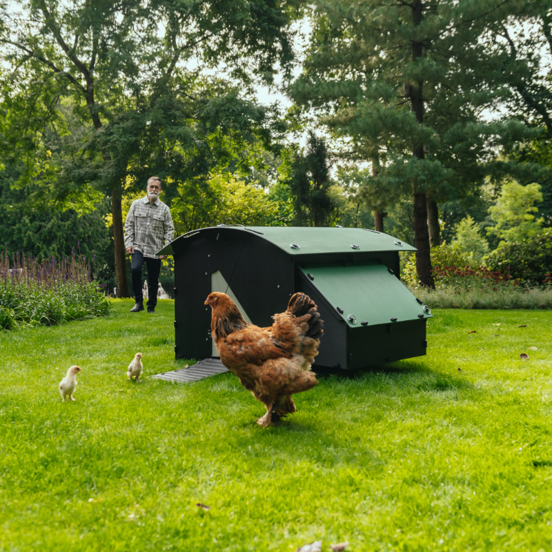 How big should a chicken coop be?