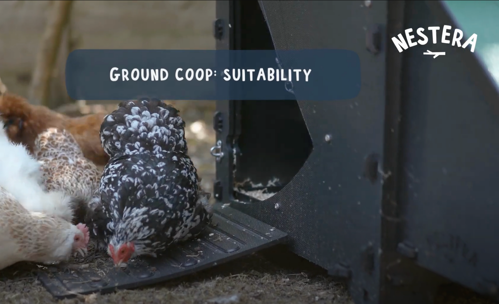 Load video: Ground coop and broody hens
