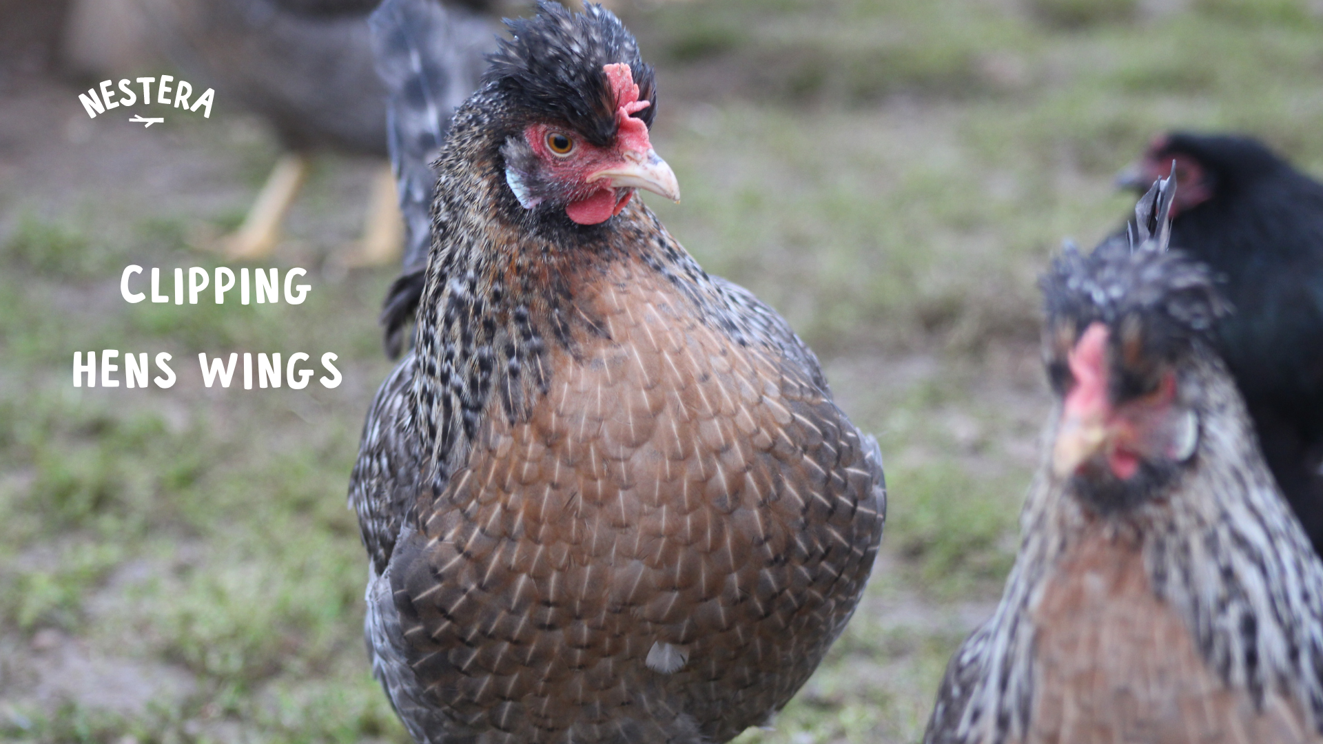 Load video: How to Clip your Hens Wings
