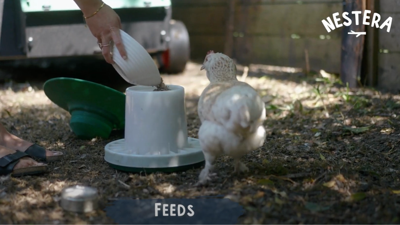Load video: The different types of chicken feed