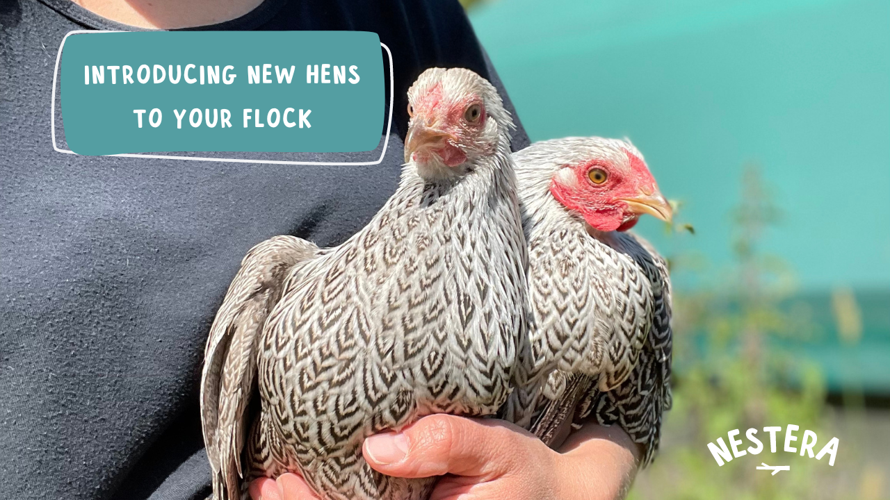 Load video: How to introduce new hens to your flock