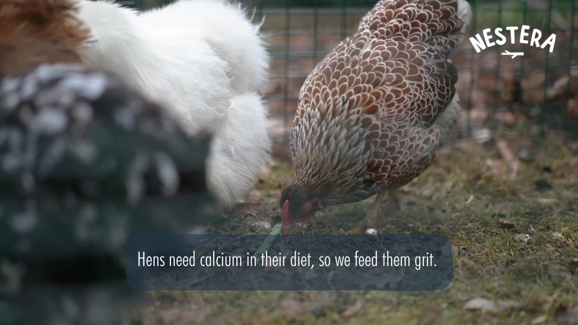 Load video: How to make your own grit for your chickens