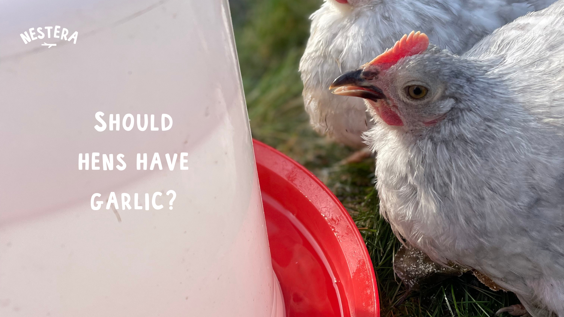 Load video: Should hens have garlic in their diet?